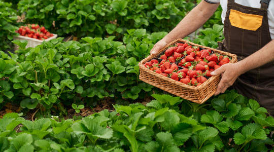 La culture de fraisier