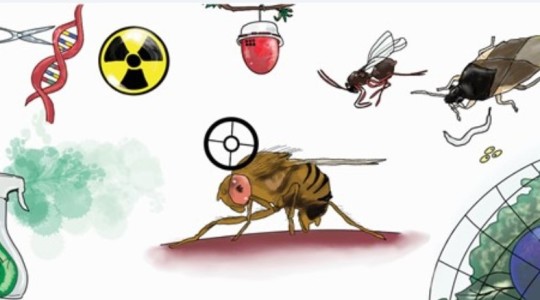 Drosophila suzukii (Diptera : Drosophilidae) : Une décennie de recherche vers un programme de lutte intégrée et durable contre les ravageurs