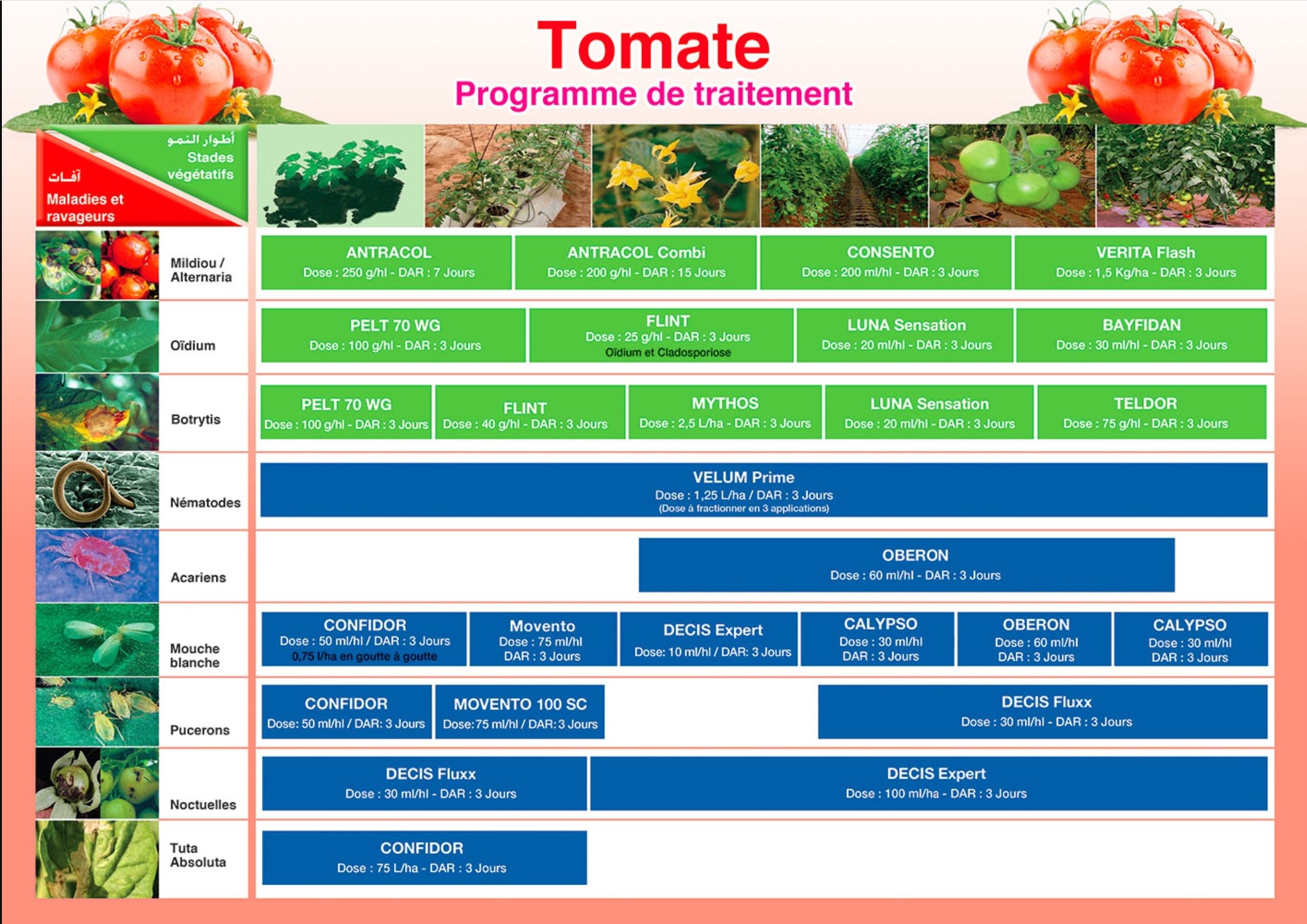 tomate bayer